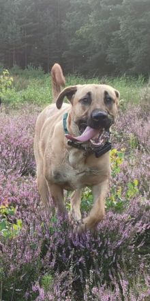 Dänischer Broholmer DECKRÜDE