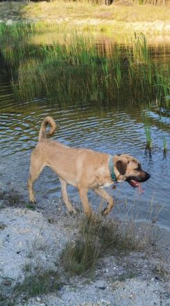 Dänischer Broholmer DECKRÜDE