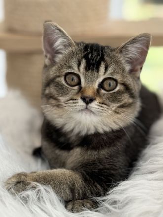 BKH Kitten ,Abgabebereit