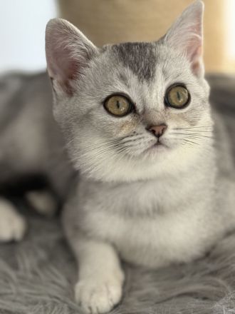 BKH Kitten ,Abgabebereit