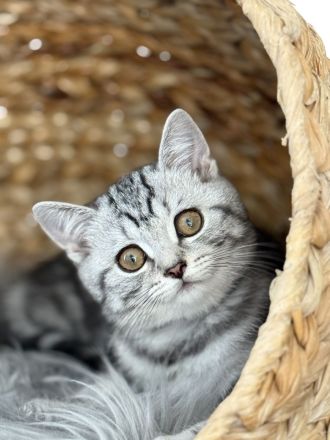 BKH Kitten ,Abgabebereit