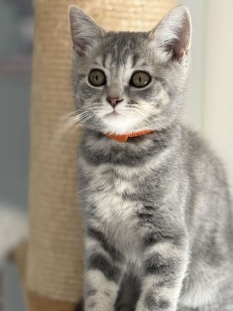 BKH Kitten ,Abgabebereit