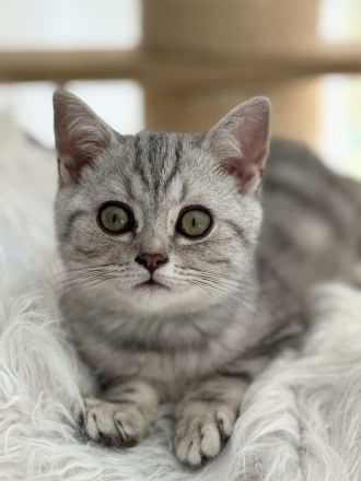 BKH Kitten ,Abgabebereit