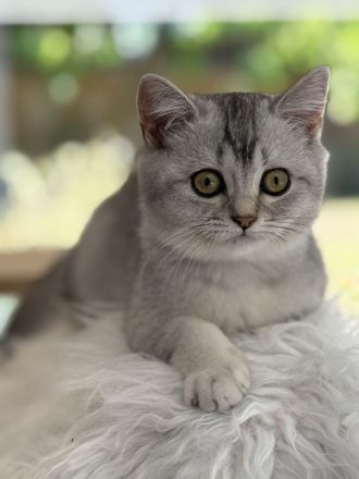 BKH Kitten ,Abgabebereit