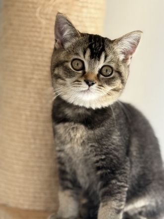 BKH Kitten ,Abgabebereit