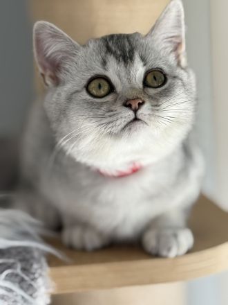 BKH Kitten ,Abgabebereit