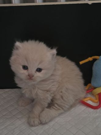 Bkh/ Blh Kitten in Creme und Blau