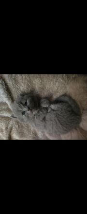 Bkh/ Blh Kitten in Creme und Blau