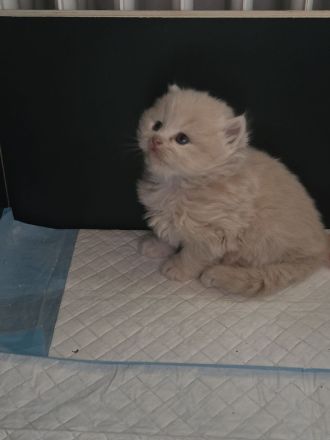 Bkh/ Blh Kitten in Creme und Blau