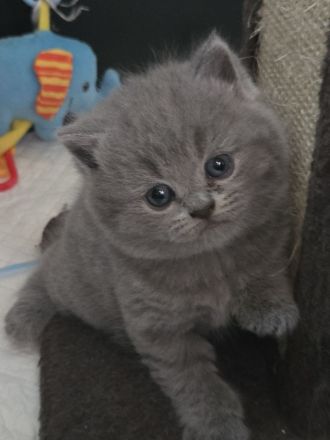 Bkh/ Blh Kitten in Creme und Blau