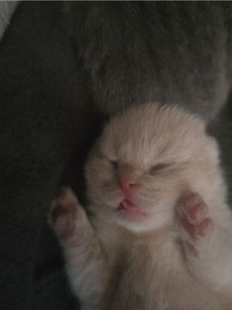 Bkh/ Blh Kitten in Creme und Blau