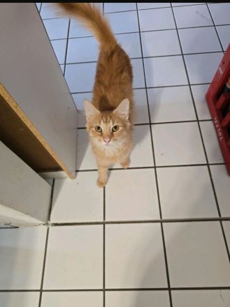 2 hübsche maine coon mix kater