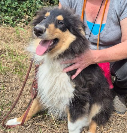 Collie Welpen,  britische Linien