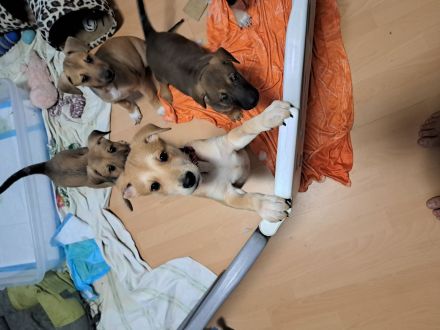 Border collie mix welpen Auszugs bereit