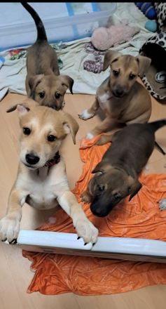 Border collie mix welpen Auszugs bereit