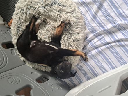 Border collie mix welpen Auszugs bereit