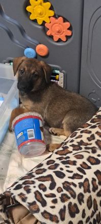 Border collie mix welpen Auszugs bereit