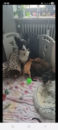 Border collie mix welpen Auszugs bereit