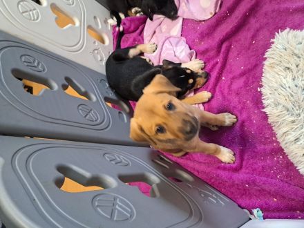 Border collie mix welpen Auszugs bereit