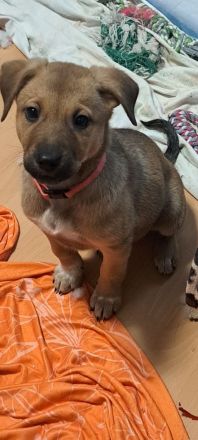 Border collie mix welpen Auszugs bereit