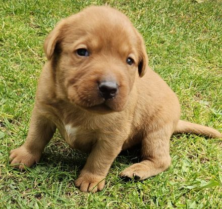 Labrador Foxred Welpen