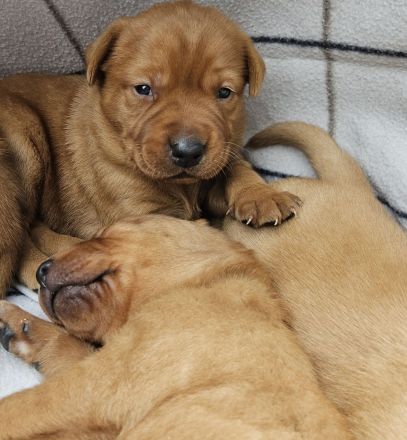 Labrador Foxred Welpen