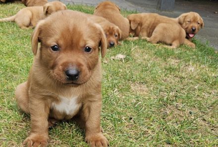 Labrador Foxred Welpen