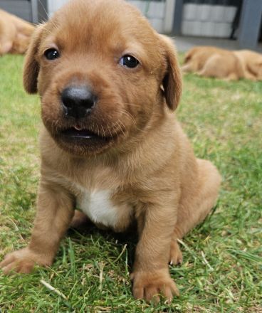 Labrador Foxred Welpen