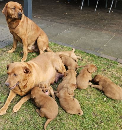 Labrador Foxred Welpen