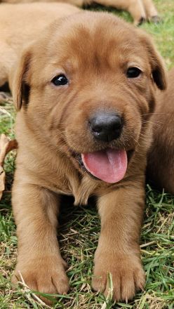 Labrador Foxred Welpen