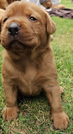 Labrador Foxred Welpen
