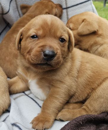 Labrador Foxred Welpen