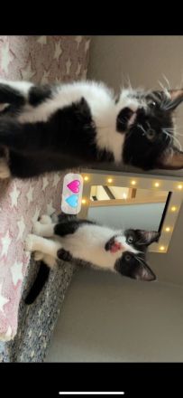 Kater & Kätzchen suchen gemeinsam ein liebevolles Zuhause🩷🩵