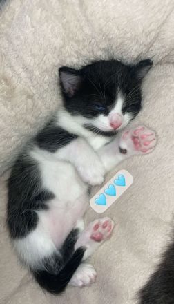 Kater & Kätzchen suchen gemeinsam ein liebevolles Zuhause🩷🩵