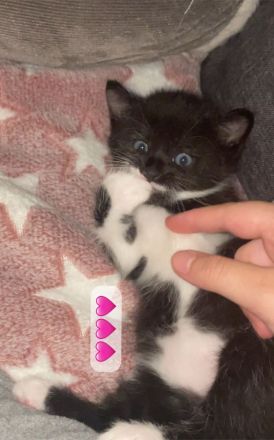 Kater & Kätzchen suchen gemeinsam ein liebevolles Zuhause🩷🩵