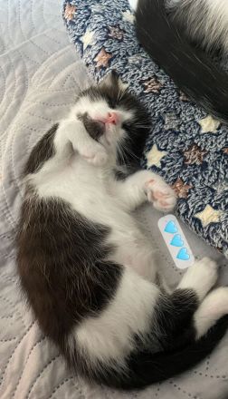 Kater & Kätzchen suchen gemeinsam ein liebevolles Zuhause🩷🩵