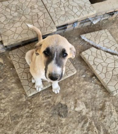 Orlando – tapferer Welpe mit großem Herzen