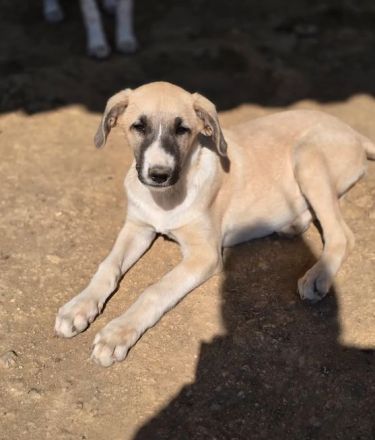 Orlando – tapferer Welpe mit großem Herzen