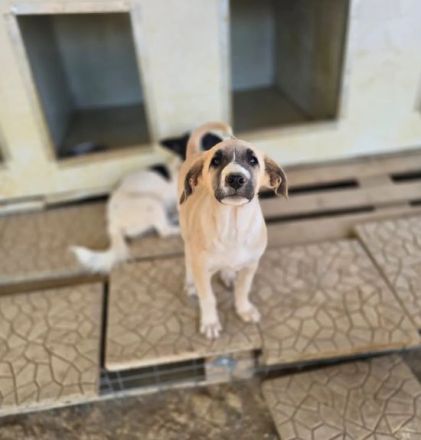 Orlando – tapferer Welpe mit großem Herzen