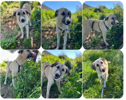 Orlando – freundlicher Gefährte für jeden Tag