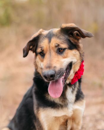 Loya: eine sanfte Seele sucht ein Zuhause