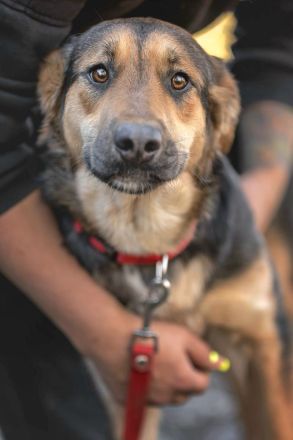 Loya: eine sanfte Seele sucht ein Zuhause