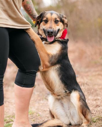 Loya: eine sanfte Seele sucht ein Zuhause