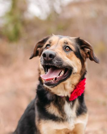 Loya: eine sanfte Seele sucht ein Zuhause