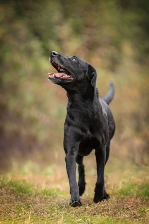 Labra sehnt sich nach menschlicher Zuneigung