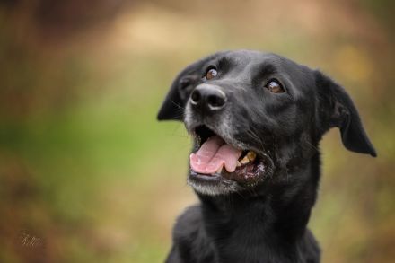 Labra sehnt sich nach menschlicher Zuneigung