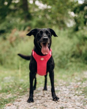 Labra sehnt sich nach menschlicher Zuneigung
