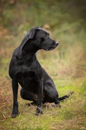 Labra sehnt sich nach menschlicher Zuneigung