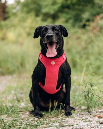 Labra sehnt sich nach menschlicher Zuneigung