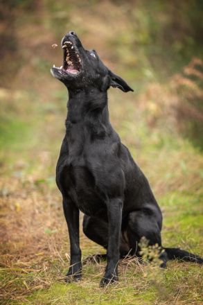Labra sehnt sich nach menschlicher Zuneigung
